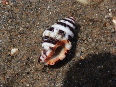 Engina zonalis
