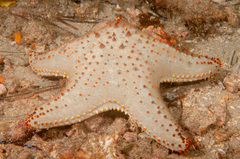 Pentaceraster regulus