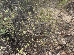 Drosanthemum karrooense