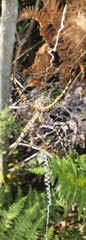 Argiope australis
