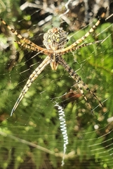 Argiope australis