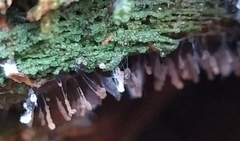 Stemonitopsis typhina