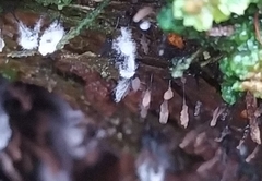 Stemonitopsis typhina