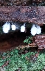 Stemonitopsis typhina