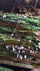 Stemonitopsis typhina