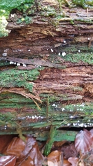 Stemonitopsis typhina