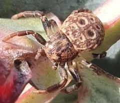 Cymbacha ocellata