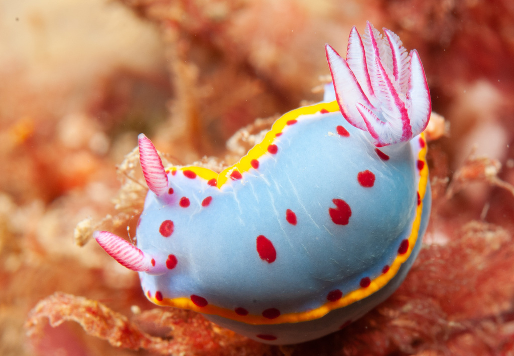 Bennett's Hypselodoris