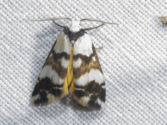 Thallarcha albicollis