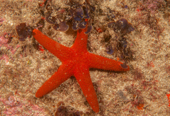 Fromia polypora