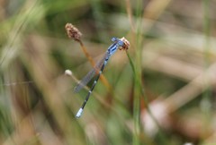Argia leonorae