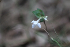 Bouvardia longiflora