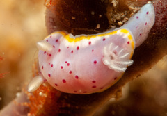 Goniobranchus woodwardae