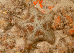 Anthenea sidneyensis