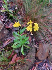 Goodenia decurrens
