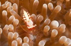 Periclimenes albolineatus