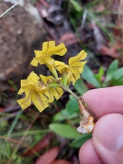 Goodenia decurrens