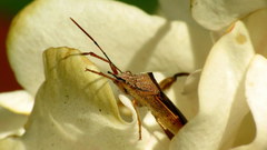 Mirperus jaculus