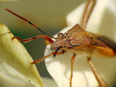 Mirperus jaculus