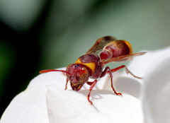 Ropalidia guttatipennis