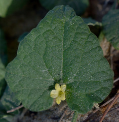 Cucumis althaeoides