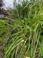 Acacia ptychoclada