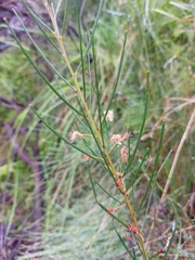 Acacia ptychoclada