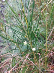 Acacia ptychoclada