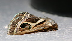 Cometaster pyrula
