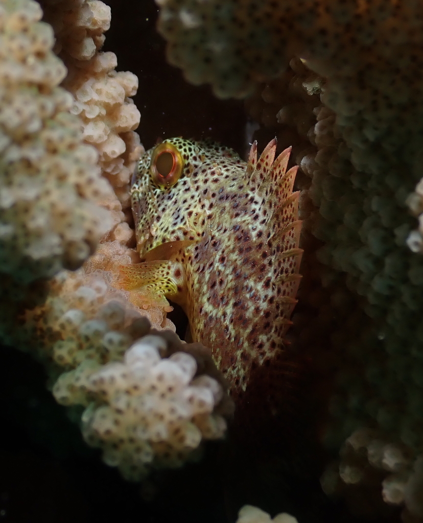 Speckled scorpionfish (Sebastapistes coniorta) — Scorpaenidae
