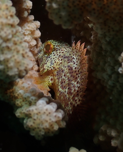 Speckled scorpionfish (Sebastapistes coniorta) — Scorpaenidae