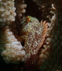 Sebastapistes coniorta