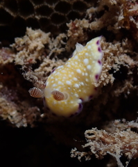 Goniobranchus albopustulosus