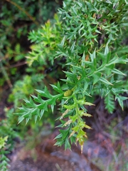 Grevillea acanthifolia