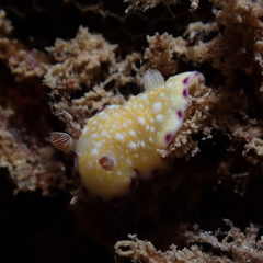 Goniobranchus albopustulosus