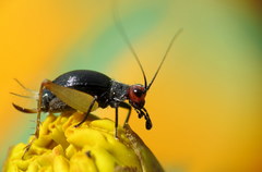 Trigonidium erythrocephalum