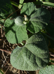 Cucumis althaeoides