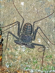 Phrynus operculatus