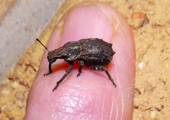 Amnemus quadrituberculatus