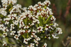 Ozothamnus cupressoides