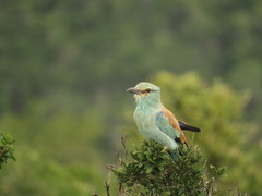 Coracias garrulus garrulus