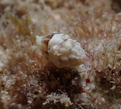 Vexillum interruptum