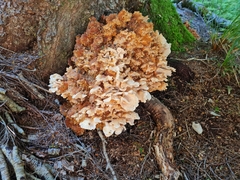 Bondarzewia kirkii