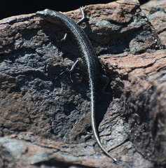 Cryptoblepharus litoralis litoralis