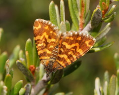 Chrysolarentia chrysocyma