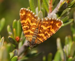 Chrysolarentia chrysocyma