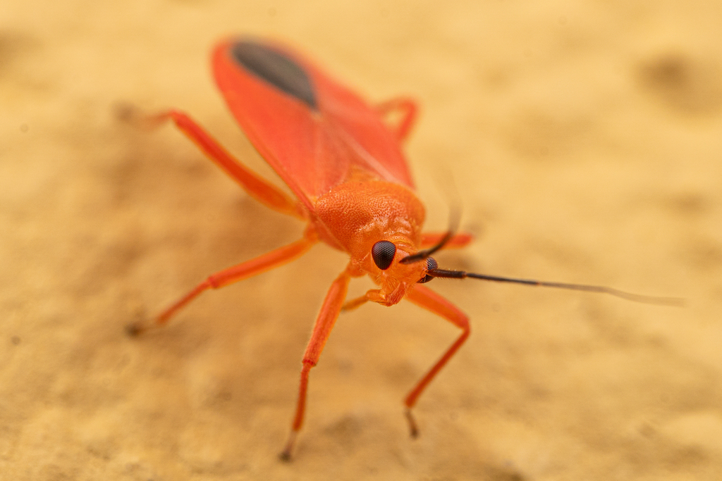 Thaumastomiris