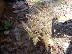 Sceptridium dissectum dissectum