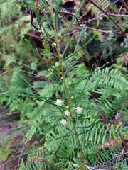Acacia ptychoclada