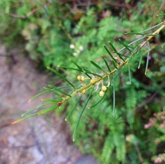 Acacia ptychoclada